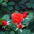 Close up of red rose with dew drop on a bush in a garden Royalty Free Stock Photo