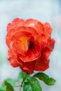 Close up of a red rose with dew drops