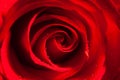 Close up of a ring of roses with dewdrops