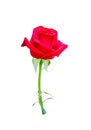 Red rose flower blooming with stem green leaf and water dropds isolated on white background , clipping path Royalty Free Stock Photo