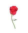 Red rose flower  blossom with green leaf isolated on white background , clipping path Royalty Free Stock Photo