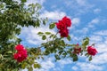 Close-up of red rose flower in a garden in front of blue sky