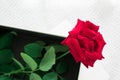 Close up of red rose flower with gift box on white knitted background Royalty Free Stock Photo