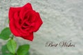 Close up of a red rose flower with a gray stone wall behind with text best wishes Royalty Free Stock Photo