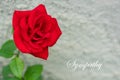 Close up of a red rose flower with a gray stone wall behind with text sympathy