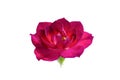 Close up red rose flower isolated on white background Royalty Free Stock Photo
