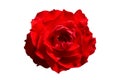 Close up red rose flower isolated on white background Royalty Free Stock Photo