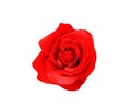 Red rose flower isolated on white background top view , clipping path Royalty Free Stock Photo