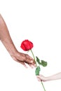 Red rose flower in little girl grandchild hand giving to granma , family love concept on white background