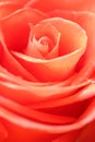 Close up red rose flower Royalty Free Stock Photo