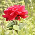 Close up of red rose flower , selective focus