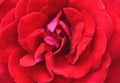 Close up of a red rose flower top view full frame Royalty Free Stock Photo