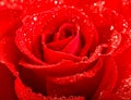 Close up of red rose flower with water drops. Holidays greetings Royalty Free Stock Photo