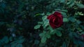 Close-up red rose in a garden