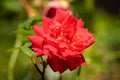 Close up of a red rose growing in the summer sun Royalty Free Stock Photo