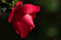 Close-up of a red rose hanging from the side of the picture. The flower is still half closed. In the background green blurred