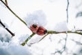 Close up of red rose hip berries in winter covered by ice and snow Royalty Free Stock Photo