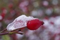Close up of red rose hips on the bush with frost, ice or snow in winter Royalty Free Stock Photo
