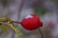 Close up of red rose hips on the bush with frost, ice or snow in winter Royalty Free Stock Photo