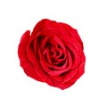 Close-up red rose isolated on white background Royalty Free Stock Photo