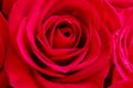 Close up of red rose. Royalty Free Stock Photo