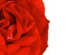 Close up of red rose petal. Background. Royalty Free Stock Photo