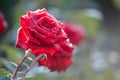 Close up of red rose petal and water drops .Macro Shot of a red Royalty Free Stock Photo