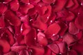 Close up of red rose petals. Floral background. Red rose stock photography. Styled marketing photography. Wedding, gift card Royalty Free Stock Photo