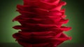 Close-up of Red Rose Petals Royalty Free Stock Photo