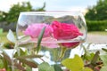 Close up of two roses floating in a bowl