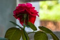 Close-up Red rose in a pot on the windowsill Royalty Free Stock Photo