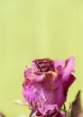 Close up dried flower dried rose Royalty Free Stock Photo