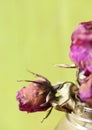 Close up dried flower dried rose Royalty Free Stock Photo