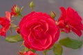 Close up of a red rose