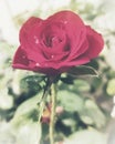 Close up of red rose,some parts are blurry,and others sharp