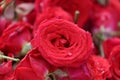 Close up of a red rose on street market with blur red roses backgrounds