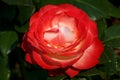 Close-up of red rose in the summer time garden
