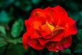 Close up of red rose, symbol for love and romance