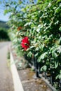 A close-up of a red rose on a trellis full of plants. The flowers were climbing up. Royalty Free Stock Photo