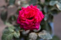Close up of red rose with use of selective focus Royalty Free Stock Photo