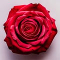 Close-up of a red rose in a vase on a white background