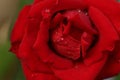 Close up red rose with water drops on petal. The flower in garden Royalty Free Stock Photo