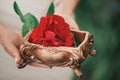 Close up.rose and wedding rings in the hands of the bride Royalty Free Stock Photo
