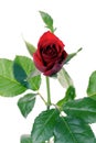 Close-up of red rose on white background Royalty Free Stock Photo