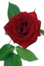 Close-up of red rose on white background Royalty Free Stock Photo