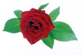 Close-up of red rose on white background Royalty Free Stock Photo