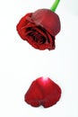 Close-up of red rose on white background Royalty Free Stock Photo