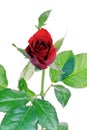 Close-up of red rose on white background Royalty Free Stock Photo