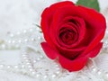 Close up of red rose on white lace Royalty Free Stock Photo