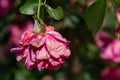 Close-up of a red rose with withered petals in front of a blurry background Royalty Free Stock Photo